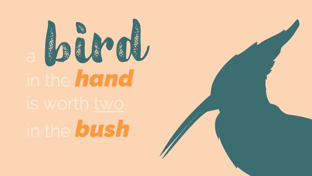 a-bird-in-the-hand-is-not-always-easily-identified-description-of